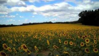 Sunflowers in Jarretsville MD [upl. by Ynoble623]