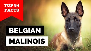 99 of Belgian Malinois Owners Dont Know This [upl. by Asirralc586]