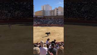 Concurso de recortes Castellon 2023 toro fiestas fyp [upl. by Nieberg]