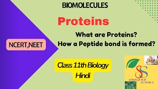 Proteins Peptide bondamino acidsBiomoleculesClass 11NCERT CBSENEET [upl. by Zannini892]