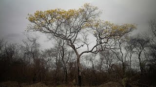 Un árbol de araguaney sobrevive a un incendio forestal en un área protegida de Bolivia [upl. by Aicekal]