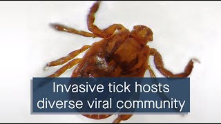 Genetic sequencing lends insight into viral pathogens hosted by an invasive tick [upl. by Aihpledalihp]