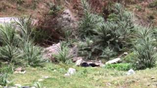 Monal Pheasant उत्तराखंड का राज्य पक्षी Uttarakhand State Bird Himalayan Mona [upl. by Ordisi]