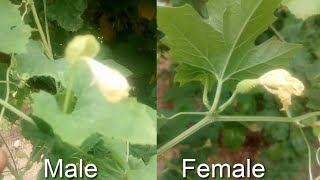 Identify Male  Female in Spine Gourd  Kantola vertical video  full screen [upl. by Teerprah]