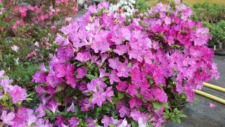 Satsuki azalea bonsai Blossom [upl. by Valonia247]