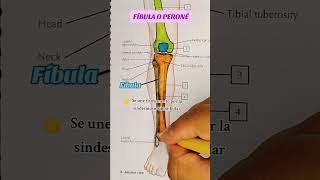 Fíbula o peroné anatomy sabiasque anatomiahumana anatomia anatomiafacil [upl. by Ddet]