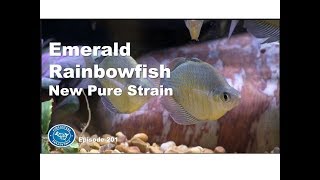 Emerald Rainbowfish Glossolepis wanamensis A new pure strain  Episode 201 [upl. by Diahann]