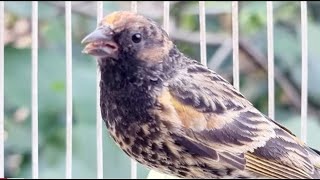 Gulsar Bird Singing Beautiful  Red Fronted Serin Singing [upl. by Zoldi373]