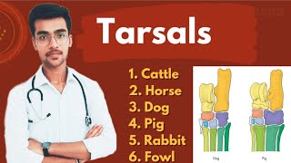 Tarsal Bones  Complete description 🔥  Species differences  Aniket tyagi [upl. by Eded370]