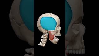 Mendible elevationMovement of lower jawanatomy viralvideo trending shortvideo sciepro [upl. by Eetnod135]