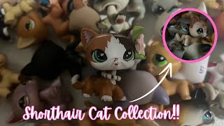 Lps Shorthair Cat Collection updated [upl. by Jud]