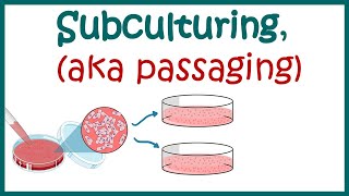 Subculturing cells  Cell culture basics [upl. by Hartmunn653]