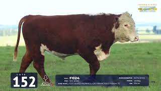 LOTE 152 TAT F024 Touro [upl. by Yruama]