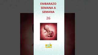 Embarazo semana a semana embarazo embarazada padres hijos amor [upl. by Eimmelc]