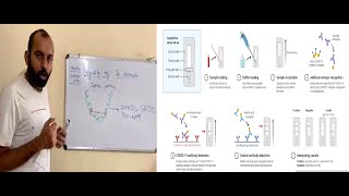 COVID19Testing Antibody Testing Antigen TestingScience of AntibodyTesting Immunochromatography [upl. by Nadeau]