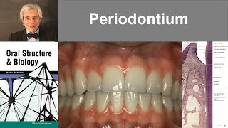 10 Periodontium [upl. by Akemak]