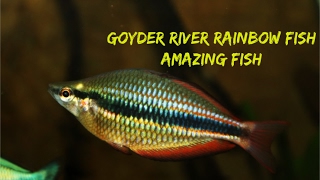 Goyder River Rainbowfish Amazing Fish [upl. by Cavit894]