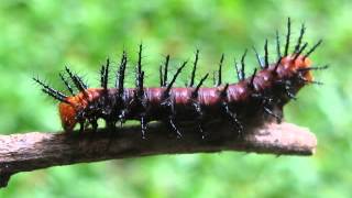 Butterflies life cycle  Tawny Coster Acraea terpsicore Srilanka [upl. by Tu477]