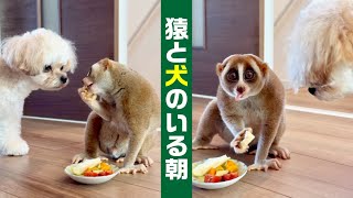 犬にりんごを奪われて拗ねるスローロリス。A slow loris is sulking after a dog steals his apple [upl. by Condon566]