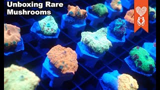 Unboxing Ultra Rare Mushrooms [upl. by Lewanna749]