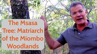 The Msasa Tree Matriarch of the Miombo Woodlands [upl. by Branham]