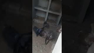 american fantail pigeon loft kabutor shortsfeed shortsvideo shorts [upl. by Romelle997]