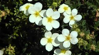 Potentilla fruticosa Abbotswood [upl. by Serg]