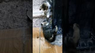 Cutypai kitten cat funny cute shortsvideo [upl. by Ennayrb]