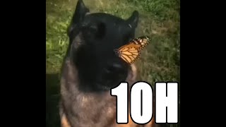 10 HOUR dog with butterfly on nose  aruarian Dance  i have no ennemies loop dog meme [upl. by Allred217]