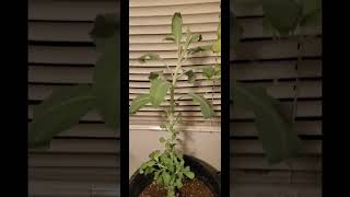 Just A Plant Video [upl. by Kinemod877]