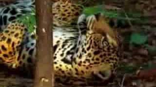 jaguar tastes the hallucinogenic effects of yage [upl. by Etselec]