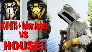 2 Wasp Nests in One House Yellow Jacket and Hornet Removal [upl. by Nylaroc]