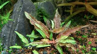 Cryptocoryne wendtii Green Gecko [upl. by Yelyr]