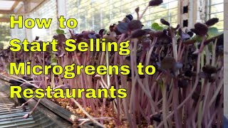 How to Start Selling Microgreens to the Restaurants [upl. by Ahsielat443]