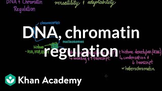 DNA and chromatin regulation  Biomolecules  MCAT  Khan Academy [upl. by Baalbeer]