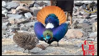 Monal Pheasant In PakistanHimalayan Monal BirdPheasant SoundsBeautiful Birdsharoonkhanhunter [upl. by Nnylrefinnej11]