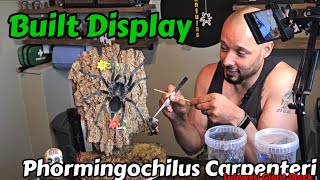 I did a thing  Phormingochilus Carpenteri  Sulawesi Giant Black fyp youtube subscribe [upl. by Ahsercal]