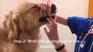 Hoe de tanden poetsen van jouw hond Celine doet het even voor [upl. by Sophi146]