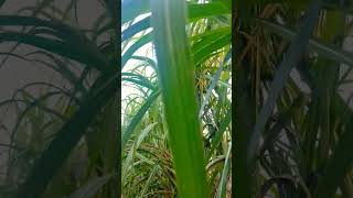 Co16030 new sugarcane variety beach travelnew farming sugarcane sugarcanecultivar agriculture [upl. by Frum]