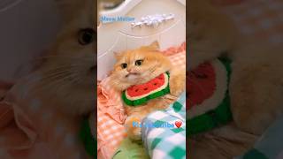 Cat funny story 🐈‍⬛ 🐠 cat funny memes cute kitten ai story humor catlover cutecat meow [upl. by Mlawsky]