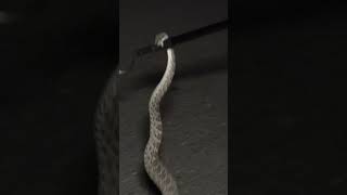 Injured Rattlesnake Bites and Holds On [upl. by Mueller]