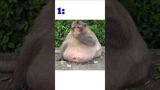 Fattest Animals in the World😯🤯 shorts animals [upl. by Leizar]