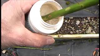 How to take rambling rose cuttings [upl. by Aphra]