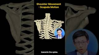 Shoulder MovementScapula Protraction Retraction amp Rotation 어깨 움직임견갑골 Protraction amp Retraction 회전 [upl. by Ecinnaj279]