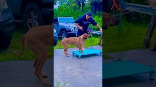 Using leash pressure for nonverbal commands dogtraining rhodesianridgeback canineenrichment [upl. by Anikas]