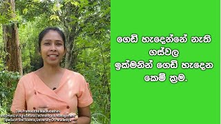 පලදාව නැති ගසකින් පලදාව ලබාගන්න කෙම් ක්‍රම විද්‍යාත්මකව Methods of inducing flowering 2024 [upl. by Kerril949]