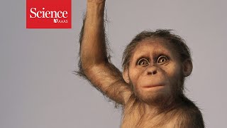 ‘Lucy’s baby’ suggests famed human ancestor had a primitive brain [upl. by Hannaj]