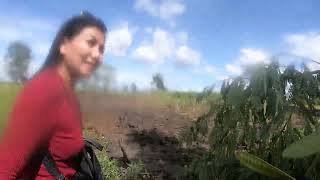 visiting Pims family rice field [upl. by Cini]