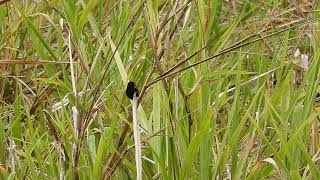 Redbacked Fairywren Hervey Bay Qld [upl. by Eelrebmik]