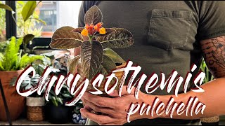 Chrysothemis pulcella Copper Leaf Sunset Bells Care Tips and Propagation  WITH UPDATES [upl. by Garvin528]